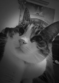 Close-up portrait of cat