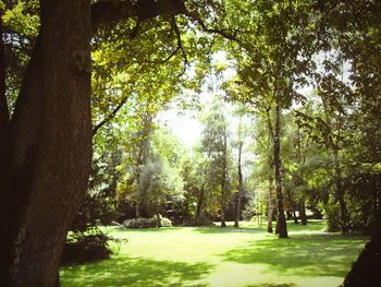 Footpath in park