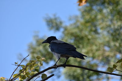 Bird perching on a tree