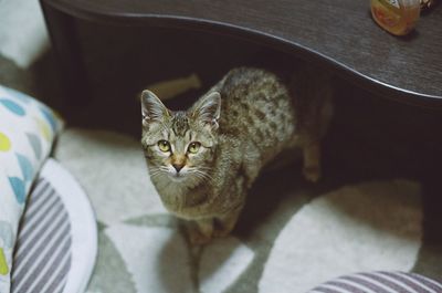 Portrait of kitten sitting