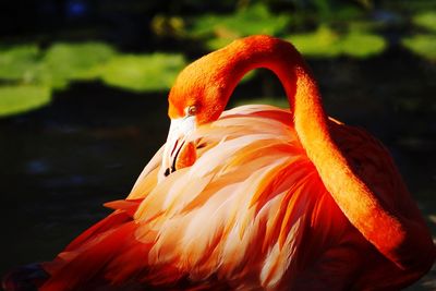 Close-up of orange bird