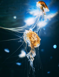 Jellyfish swimming in sea