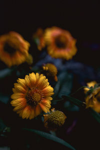 Close-up of yellow flowering plant