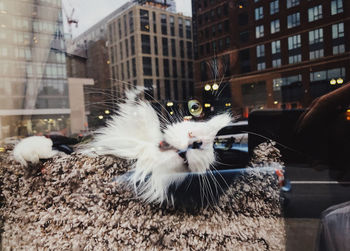 Cat and buildings in city