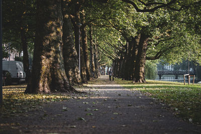 Street amidst trees in park