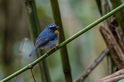 Close-up of bird perching on branch