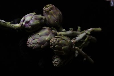 Close-up of roses against black background