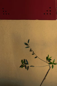 Close-up of leaf on plant against wall