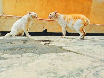 Cats standing against wall