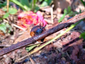 Close-up of snail on land