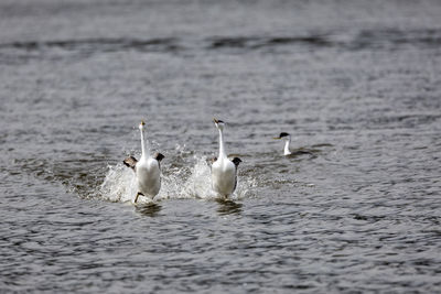 Grebes swimming in lake