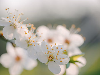 Close-up of white cherry blossom