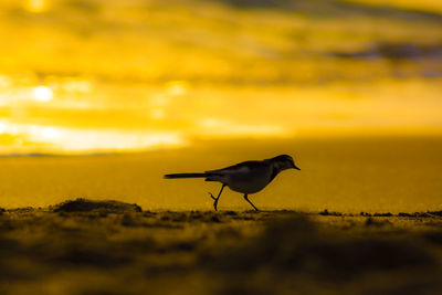 Close-up of bird perching on beach against sky during sunset