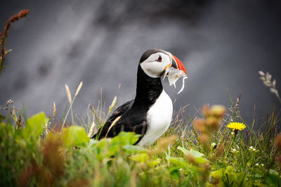 Close-up of puffin with fishes on field