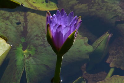 Close-up of purple lotus water lily in pond