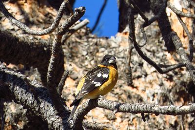 Close-up of bird perching on tree