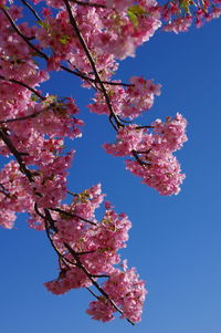 Low angle view of cherry blossoms against blue sky