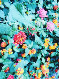 Full frame shot of flowers blooming in park