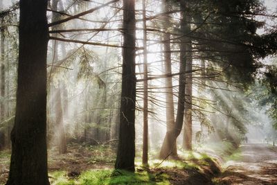 Trees in forest