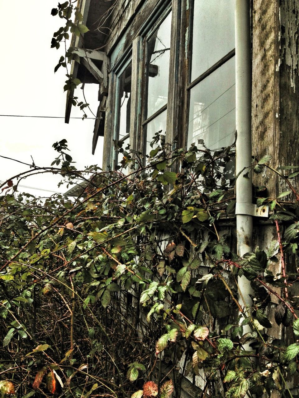 plant, growth, built structure, architecture, building exterior, abandoned, house, day, field, damaged, front or back yard, nature, low angle view, no people, obsolete, growing, leaf, old, outdoors, grass