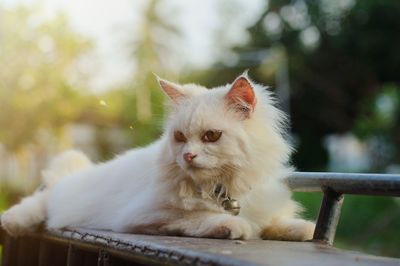 Close-up of a cat