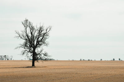 Bare tree on field against sky