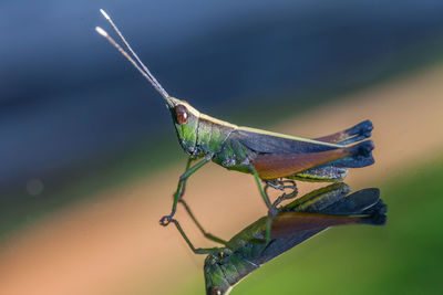 Close-up of insect on leaf