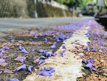 Close-up of purple flowering plants on land