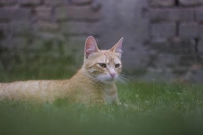 Portrait of cat sitting on grass