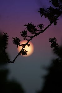 Low angle view of silhouette tree against sky at sunset