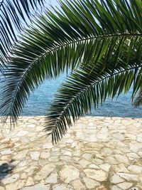 Palm tree at beach