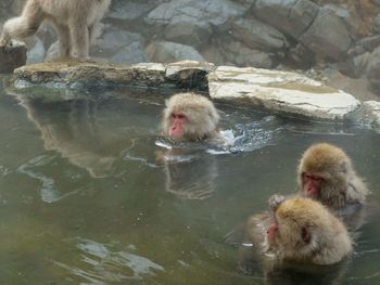 Monkey in water