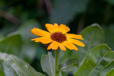 Close-up of yellow flower