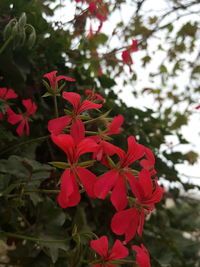 Close-up of red flowering plant