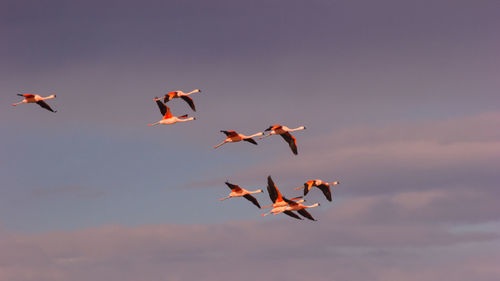 Low angle view of birds flying against sky