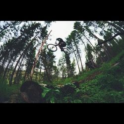 Low angle view of trees in forest