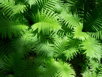 Full frame shot of green leaves