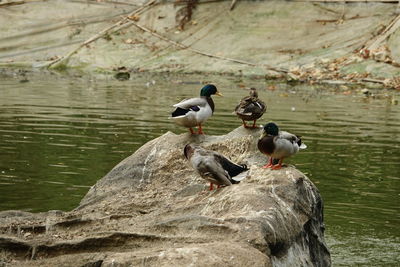 Ducks on rock by lake