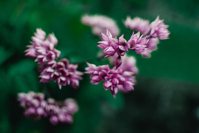 Close-up of purple flowering plant 