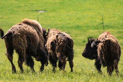 Sheep in a field