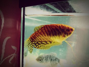 Close-up of fish swimming in aquarium