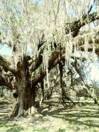 Trees in park