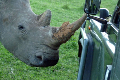 Close-up of rhinoceros