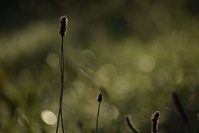 Close-up of water drops on plant