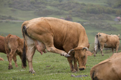 Horses grazing in a field