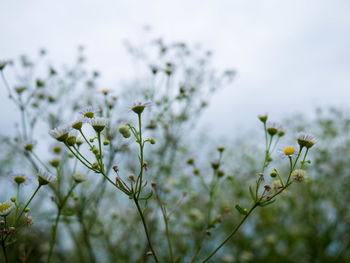 Close-up of white flowering plant