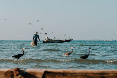 Birds flying over fisherman from sea