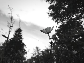 Close-up of flower blooming against sky