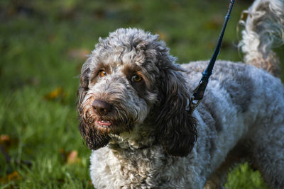 Cockapoo dog on grass field 