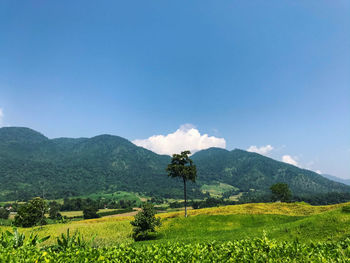 Scenic view of field against sky